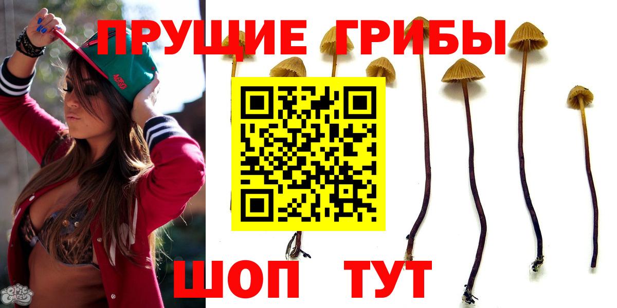 Псилоцибиновые грибы GOLDEN TEACHER  Галлюциногенные грибы Psilocybine cubensis  Санкт-Петербург  Вход с VPN 